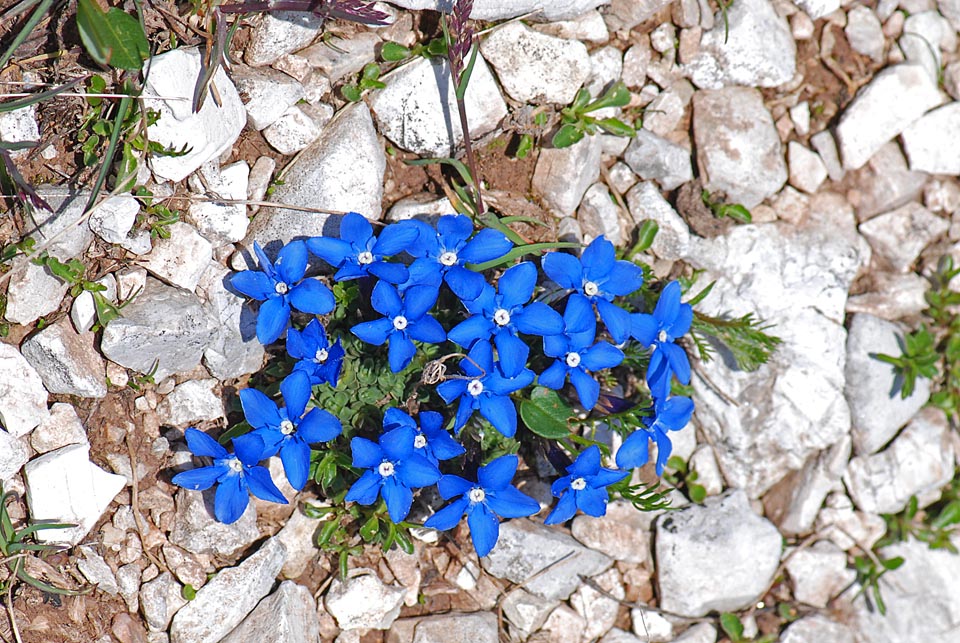 Gentiana terglouensis / Genziana del Monte Tricorno